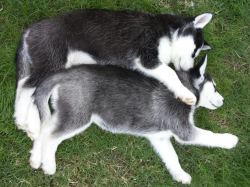 awwww-cute:  My sister and her friend adopted husky puppies from