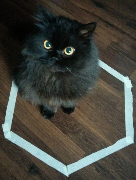 nonefucked:  catsbeaversandducks:  Cat Circles, the amazing phenomenon in which a cat will deliberately sit in a circle on the floor. Photos via Reddit  the last one 