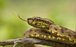 creatures-alive:  Malabar Pit Viper Tongue Flick!! by Suhas Premkumar