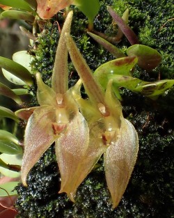 orchid-a-day: Barbosella australis Syn.: Restrepia australis;