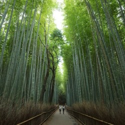 instagram:  Arashiyama’s Bamboo Forest  In the Arashiyama (嵐山)