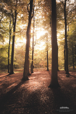 freddie-photography:  These Seasonal Woods of Oxfordshire  Photographed