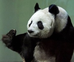 soinlovewithpandas:Tian Tian at the Edinburgh Zoo, UK, on February