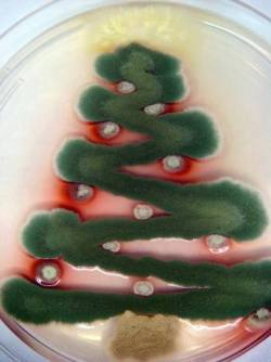misbehavedscientist:  It’s officially December, so have a fungal