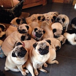  Fun fact: A group of pugs is called a grumble.  A grumble of