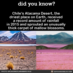 gettingahealthybody:  did-you-kno:  Chile’s Atacama Desert,