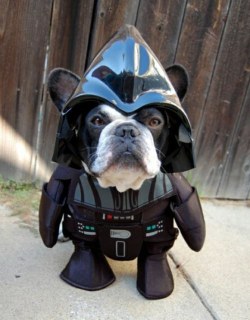 greatybuzz:  10 Dogs Dressed As Your Favorite “Star Wars”