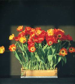 themapplethorpe:  Tulips, 1983  (A colour version of this photo)