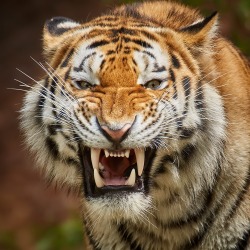 beautiful-wildlife:  Tiger by René Unger