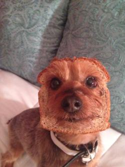 geekycrap:  harrygomeme:  Look at this purebread puppy  i’m