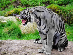 cryptids-of-the-world:The Maltese Tiger is a blue colored tiger