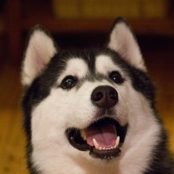 husky-addict:  Master Bruce Wayne in awe of dinner