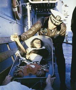 collectivehistory:  Ham the Chimp being retrieved, 1961 Ham the