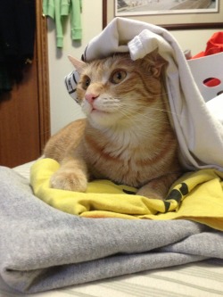 getoutoftherecat:  get out of there cat. you’re not clean clothes.