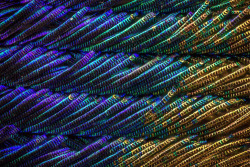 itscolossal:  The Extraordinary Iridescent Details of Peacock