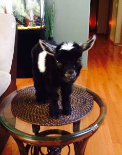 lolfactory:  My sister got a baby goat- funny tumblr - lol rofl