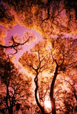lomographicsociety:  Lomography Camera of the Day - Lomo LC-A+