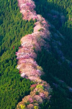 tanuki-kimono:  Wild cherry trees in Nara moutains, breathtaking