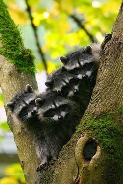 llbwwb:  raccoon babies by beth &; jeremy jonkman