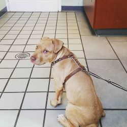 Little chunker does not like visiting the vet. Such a brave pup