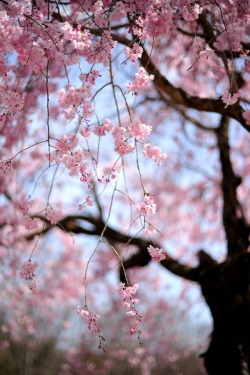 wolverxne:  Weeping cherry blossoms | by: [myu-myu]