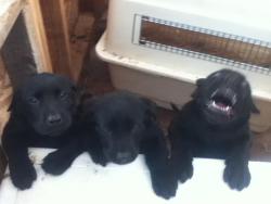 a-jeffersonstarship:  3 stages of pup. loving, sleepy and HYPER