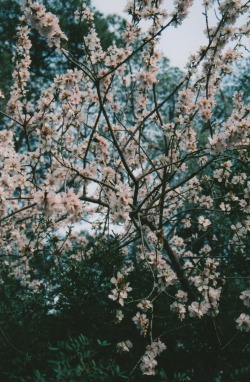 floralls:  (via Flickr: nathalieweatherald’s Photostream)