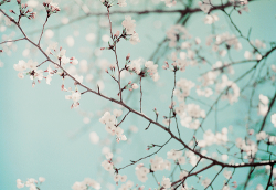 milkpeu:   Sakura @ Shukugawa River (by Satoru)  