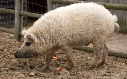 luciferlaughs:A Mangalitsa pig is technically a pig, but has