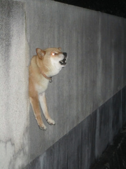big-boss-official: finally, the truth behind walldog is revealed