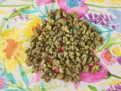 hippiehillie:  I love weed 💚