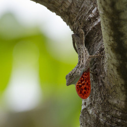 creatures-alive:  Lichen Anole in a Territorial Display by Ian.Kate.Bruce’s