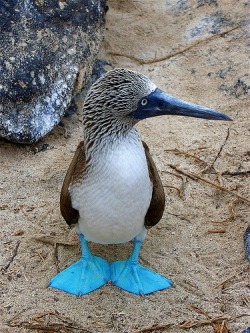 Fashion statement (Blue-footed Booby, Galapagos Islands)