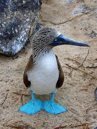 Fashion statement (Blue-footed Booby, Galapagos Islands)
