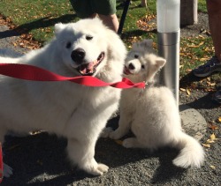 skookumthesamoyed:  When you know you both look AMAZING 