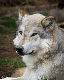 wolfsheart-blog:    Wolf by Steve McKinzie