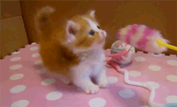 Kitten Gif