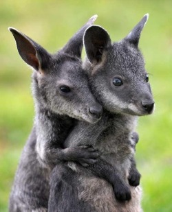 Don’t worry, I’ve got your back (young Swamp Wallabies)