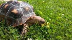 wafflesworld:  I took some time to stop and eat the flowers.