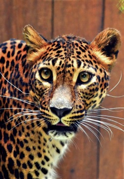 earthdaily:  Ceylon leopard by ~JuniorGibbs 