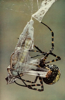 vintagenatgeographic:  A garden spider wraps a grasshopper in