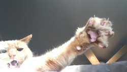 unflatteringcatselfies:  This is my orange fluff-ball from Hell.