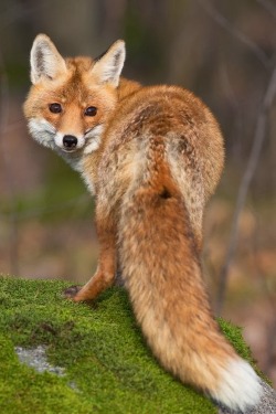 Foxy! <4