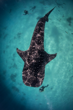 thelovelyseas:  Scuba Diving with a Whale Shark by Darryl MacDonald