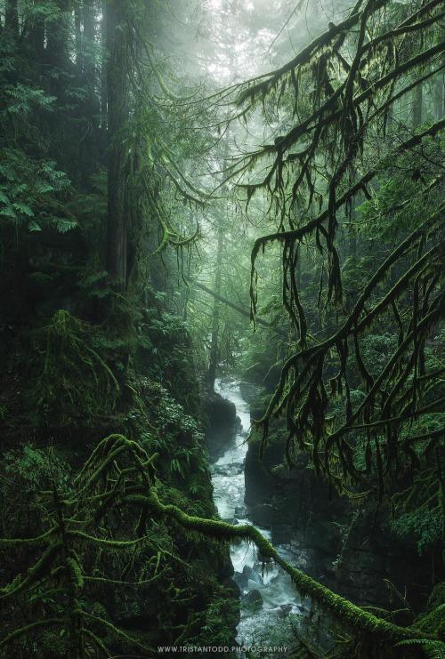 amazinglybeautifulphotography:  A beautiful rainforest canyon