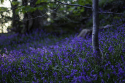 kenmarten:  Native Bluebells in Welsh Woodland Part 3