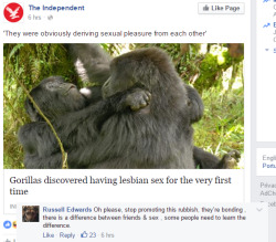 alpacalypse:  gorillas just being gal pals. not gay! just gorilla