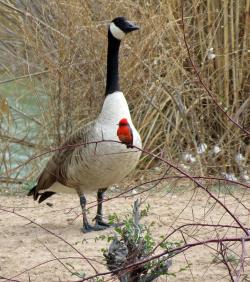 rosiesdreams:“A little heartthrob”  The Canadian Goose and