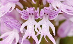 sixpenceee:  Orchis Simia is a rare orchid that is also called
