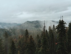 A Nature Blog